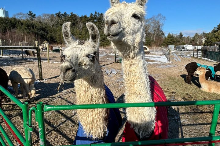 Two llamas wearing colorful coats stand behind a green fence under a clear blue sky.