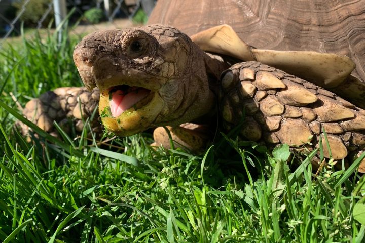 Tortoise eating lettuce on grass near a chain-link fence.