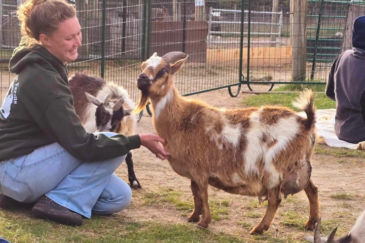 Person kneeling and interacting with two goats in an outdoor pen.