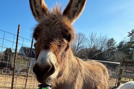 Donkey standing in a fenced area with a clear blue sky.
