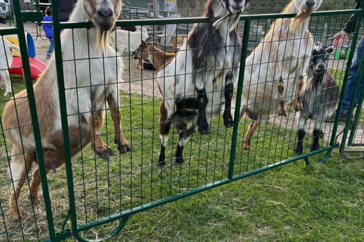 Three goats standing on hind legs against a metal fence.