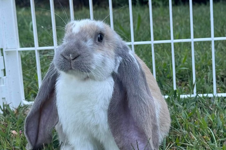 A lop-eared rabbit sitting on grass near a white fence.