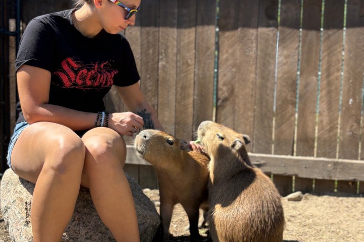 Person sitting on rock with two capybaras in a fenced area.