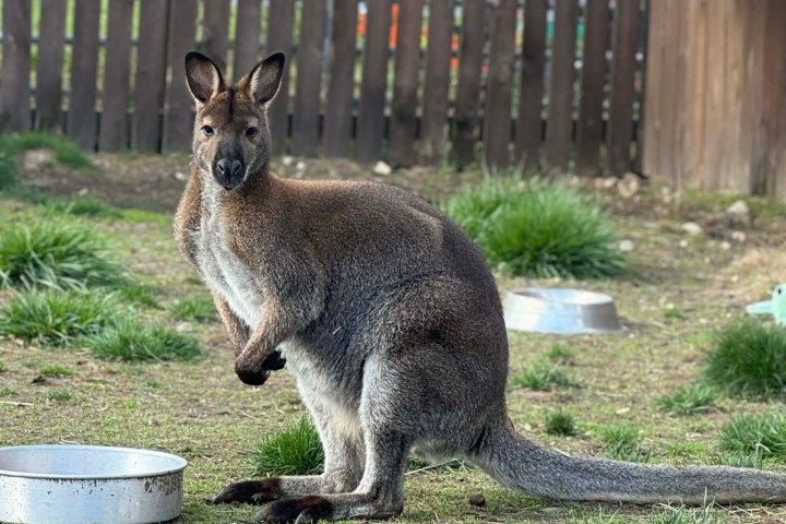 Kangaroo standing in a fenced grassy area with metal bowls nearby.