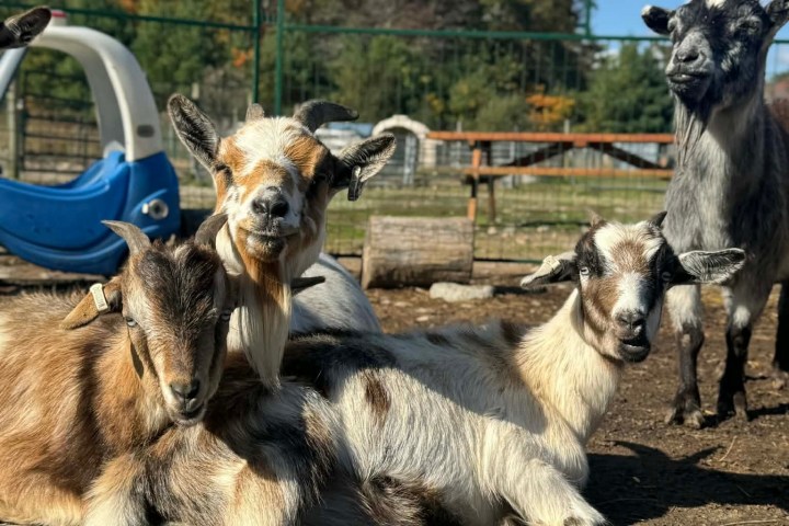 Four goats lounging outside on a sunny day.