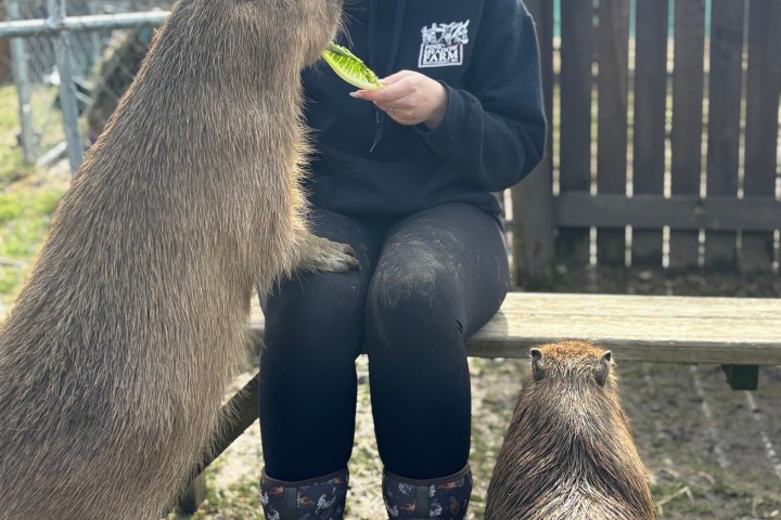 Person sitting on a bench feeding lettuce to two capybaras.