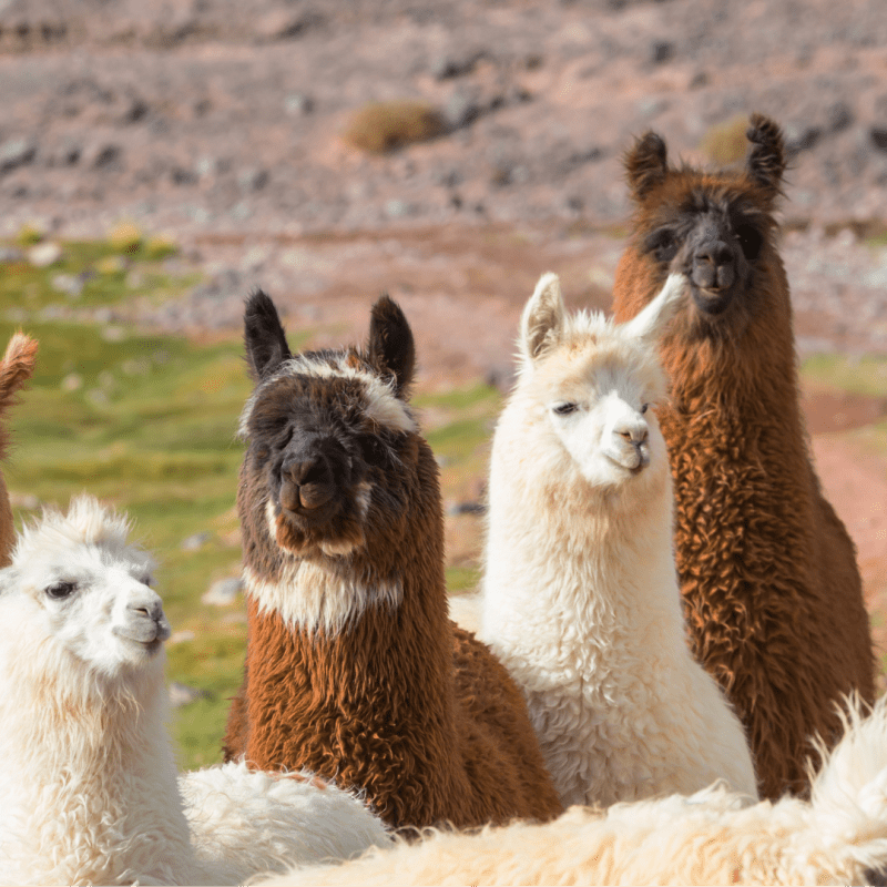 Group of fluffy llamas standing on grassy terrain.