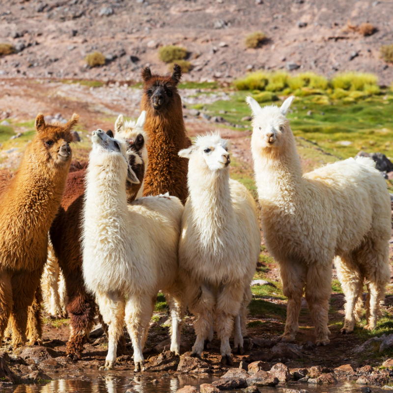 Group of six llamas standing on grassy terrain with rocky background.