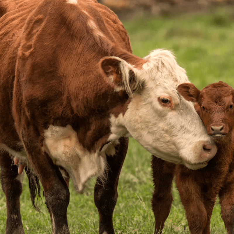 Brown cow with white face standing in a field next to a small brown calf.