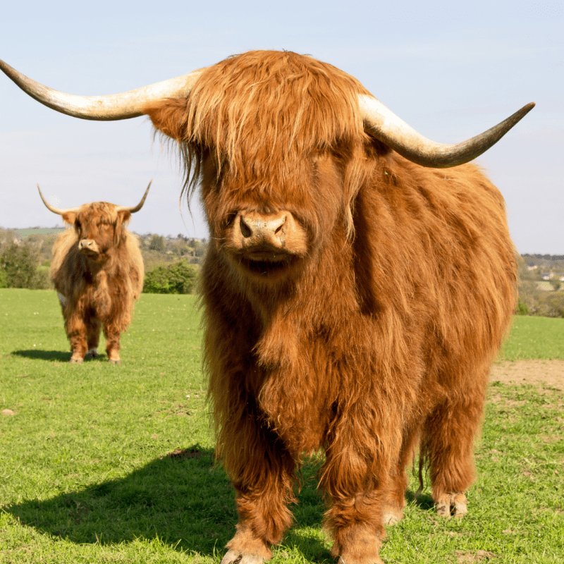 Highland cow with long horns and shaggy coat in a grassy field with another in the background.