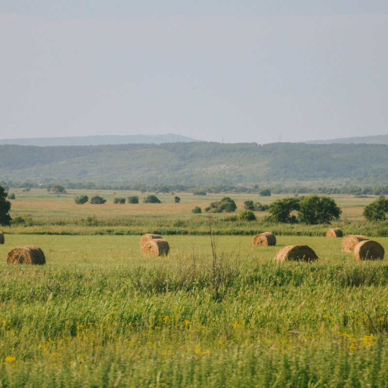 Field with round hay bales and distant hills under a blue sky.