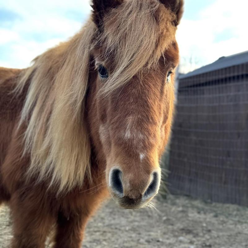Close-up of a brown pony with long mane outside.