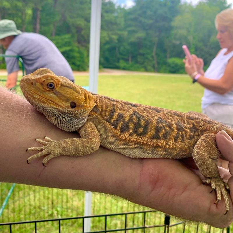 Person holding a bearded dragon with people and grass in the background.