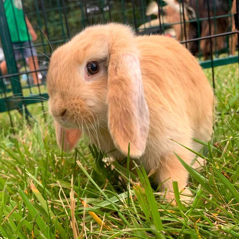 Brown lop-eared rabbit on grass near a wire fence.