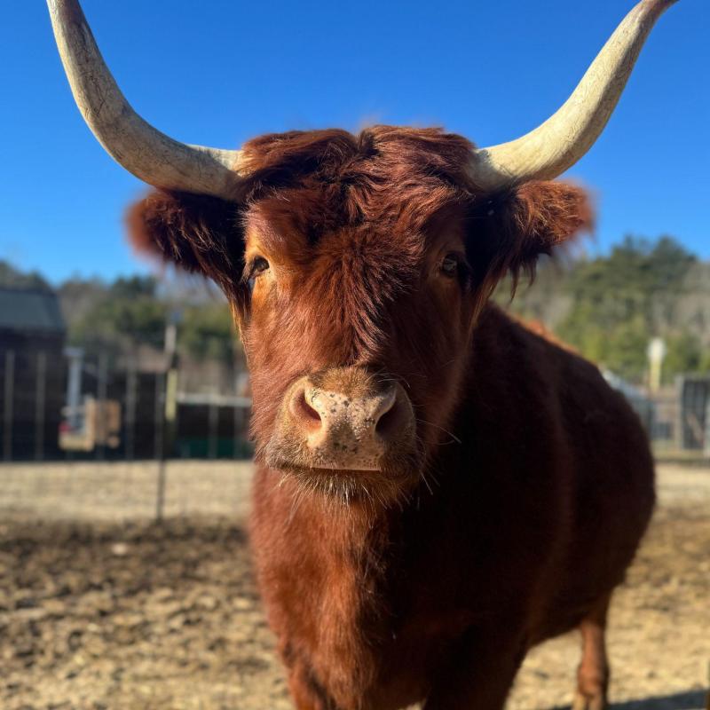 Brown highland cow with long horns standing on dirt with blue sky background.