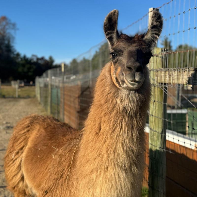 Brown llama standing in front of a fence on a sunny day.