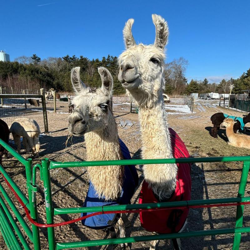 Two llamas in colorful coats stand behind a green gate on a sunny day.