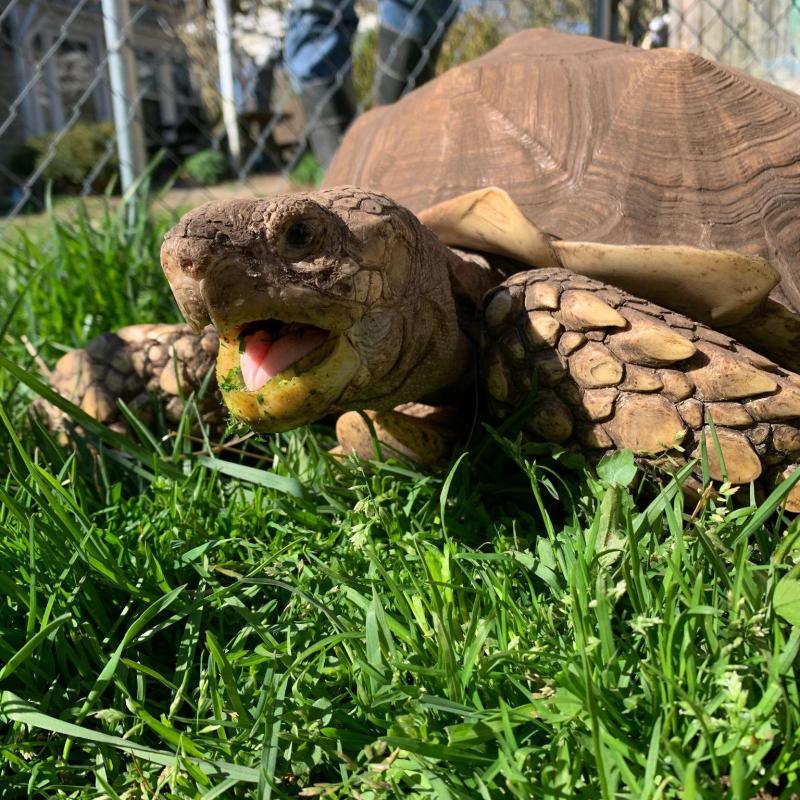 Tortoise on grass with open mouth near a chain-link fence.