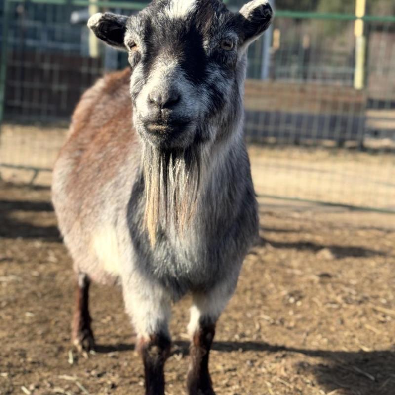 A goat with horns standing on dirt near a fence.