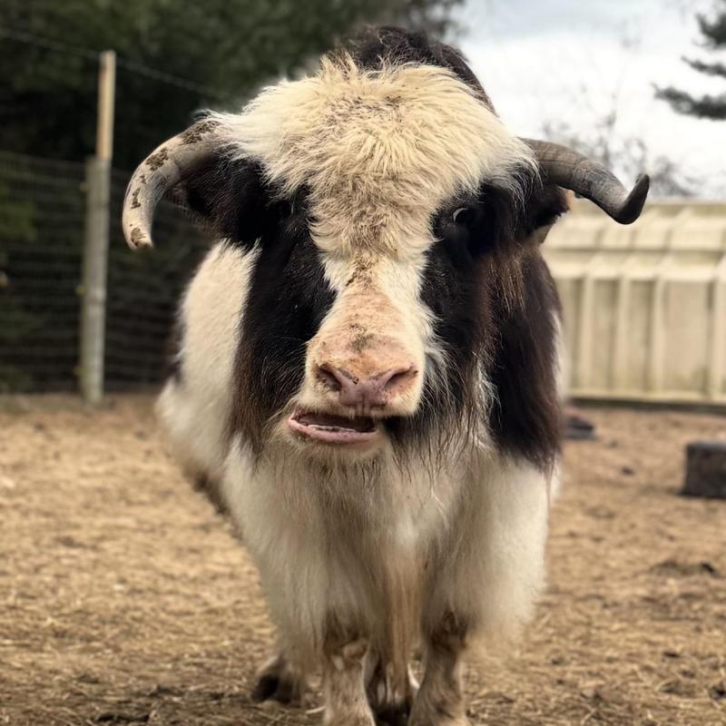 A fluffy goat with horns standing on straw near a fence.