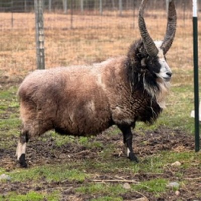 A Jacob sheep with four large curved horns standing on grass.