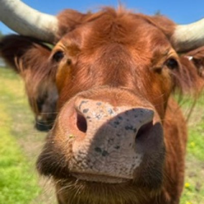 Close-up of a brown highland cow with large horns in a grassy field.
