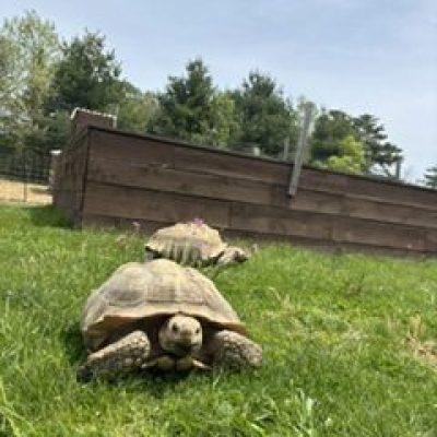 Two tortoises on grass near a wooden fence under a clear sky.
