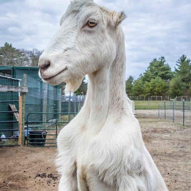White goat standing on hind legs at a fence with a cloudy sky background.